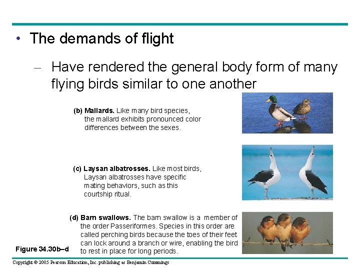  • The demands of flight – Have rendered the general body form of
