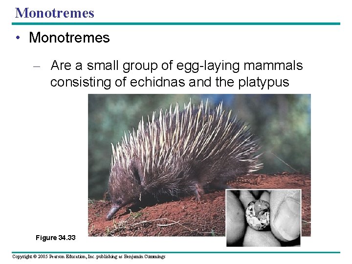 Monotremes • Monotremes – Are a small group of egg-laying mammals consisting of echidnas