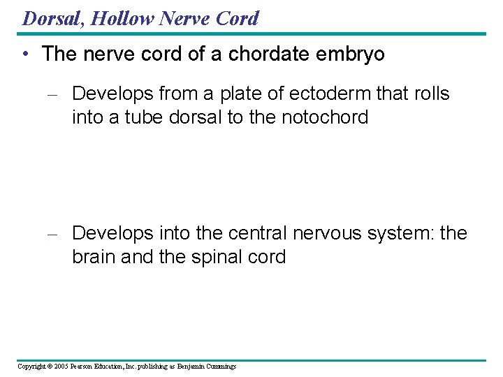 Dorsal, Hollow Nerve Cord • The nerve cord of a chordate embryo – Develops
