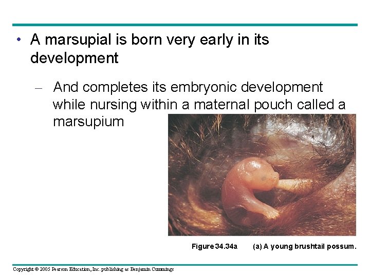  • A marsupial is born very early in its development – And completes