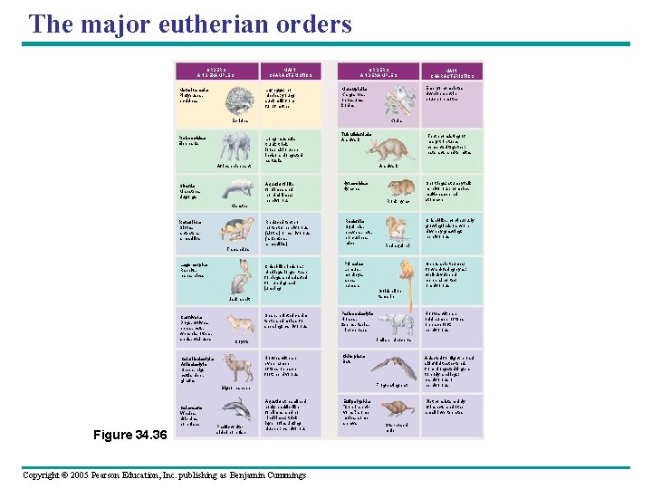 The major eutherian orders MAIN CHARACTERISTICS ORDERS AND EXAMPLES Lay eggs; no nipples; young
