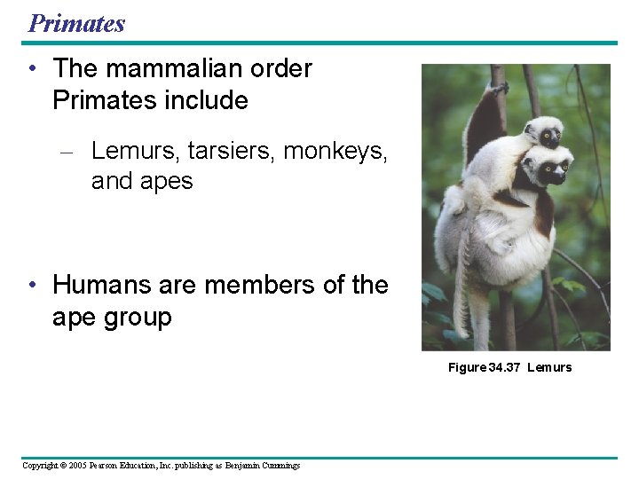 Primates • The mammalian order Primates include – Lemurs, tarsiers, monkeys, and apes •