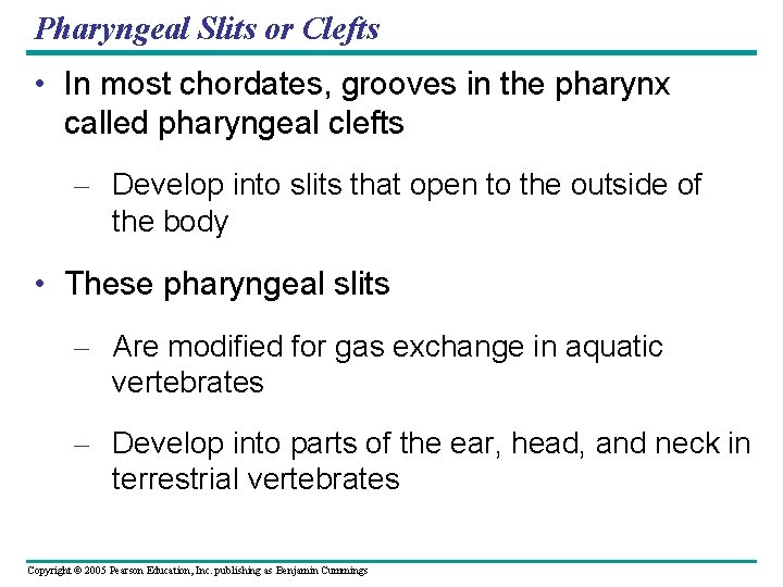 Pharyngeal Slits or Clefts • In most chordates, grooves in the pharynx called pharyngeal