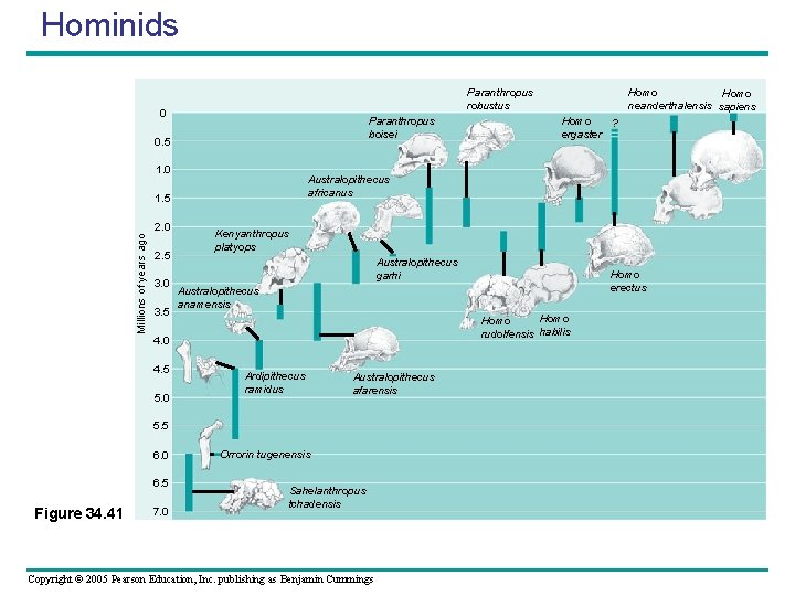 Hominids Paranthropus robustus 0 Paranthropus boisei 0. 5 1. 0 Millions of years ago