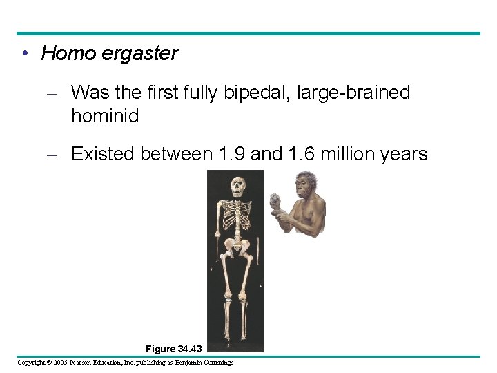  • Homo ergaster – Was the first fully bipedal, large-brained hominid – Existed