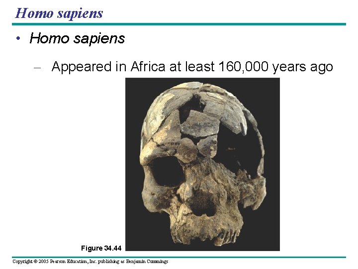 Homo sapiens • Homo sapiens – Appeared in Africa at least 160, 000 years