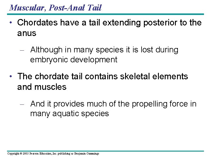 Muscular, Post-Anal Tail • Chordates have a tail extending posterior to the anus –