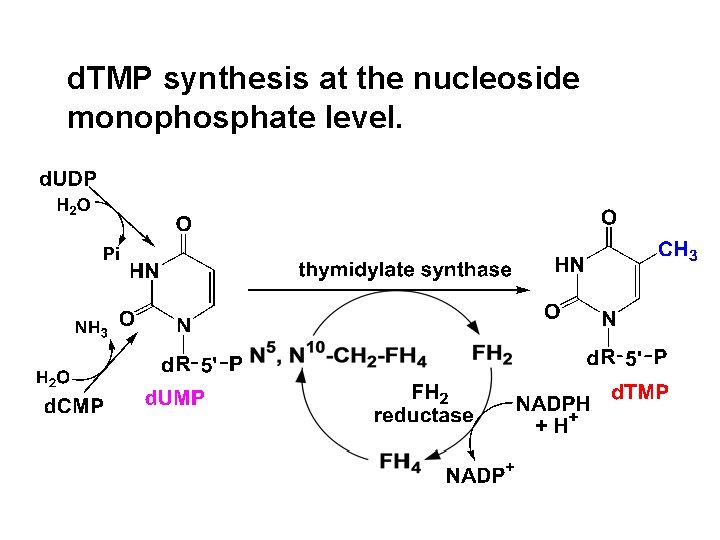 d. TMP synthesis at the nucleoside monophosphate level. 