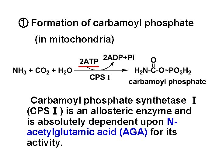 ① Formation of carbamoyl phosphate (in mitochondria) Carbamoyl phosphate synthetase Ⅰ (CPSⅠ) is an