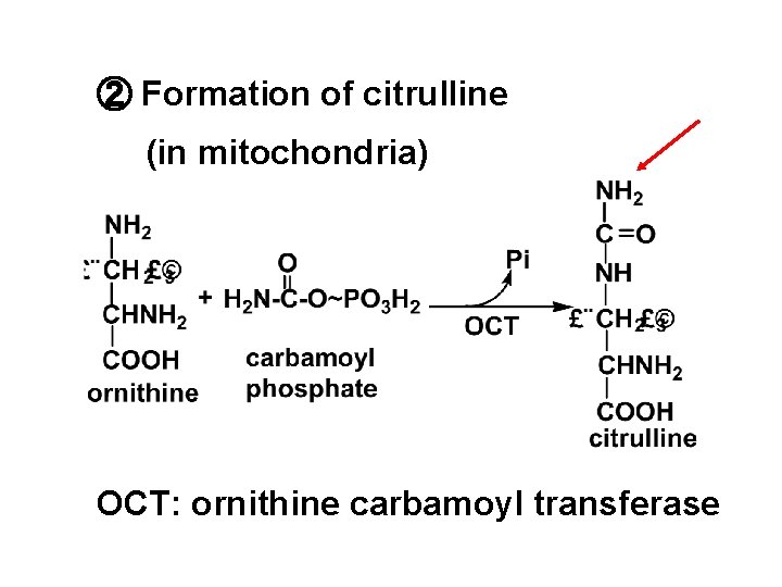 ② Formation of citrulline (in mitochondria) OCT: ornithine carbamoyl transferase 