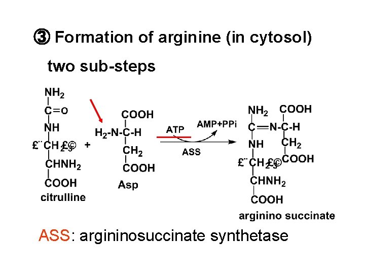 ③ Formation of arginine (in cytosol) two sub-steps ASS: argininosuccinate synthetase 