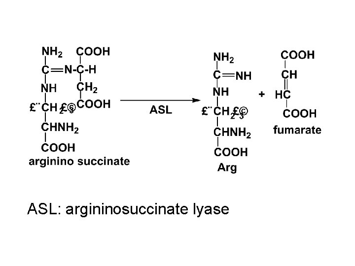 ASL: argininosuccinate lyase 