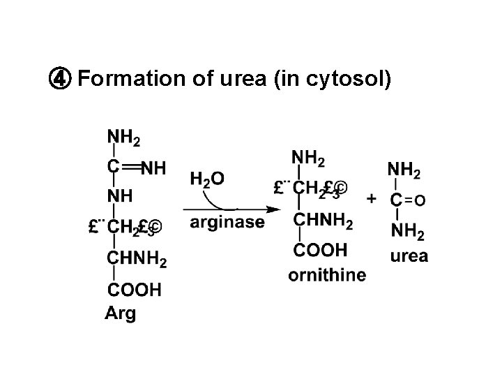 ④ Formation of urea (in cytosol) 