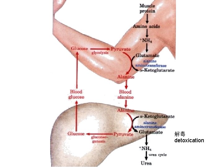 解毒 detoxication 