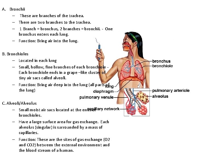 A. Bronchii – These are branches of the trachea. – There are two branches