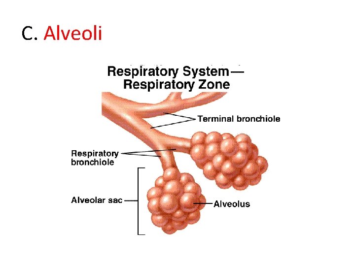 C. Alveoli 