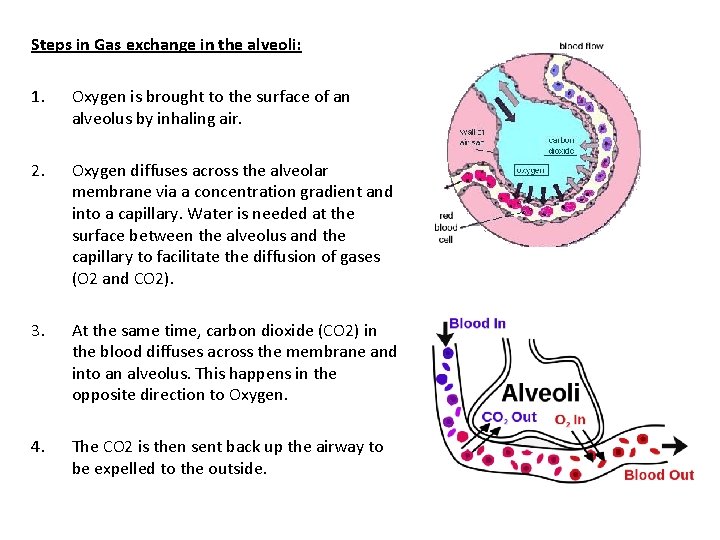 Steps in Gas exchange in the alveoli: 1. Oxygen is brought to the surface