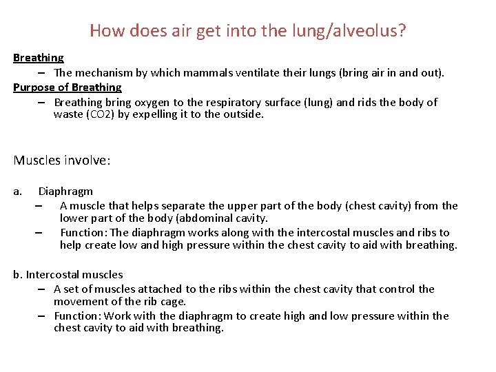 How does air get into the lung/alveolus? Breathing – The mechanism by which mammals