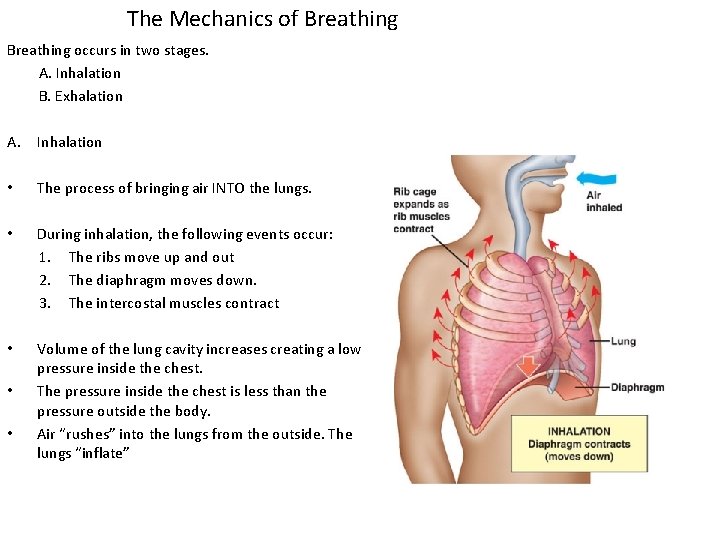 The Mechanics of Breathing occurs in two stages. A. Inhalation B. Exhalation A. Inhalation