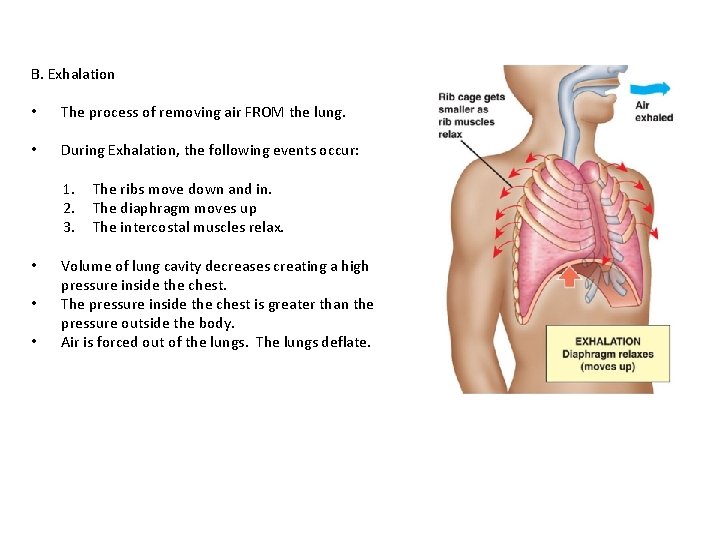 B. Exhalation • The process of removing air FROM the lung. • During Exhalation,