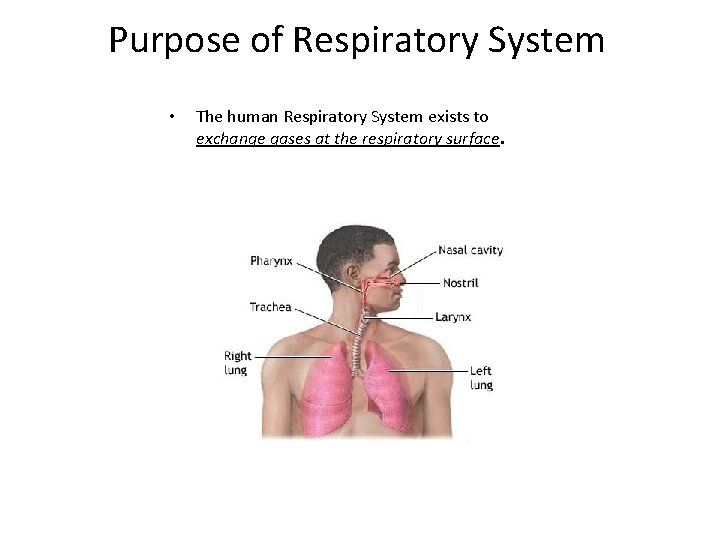 Purpose of Respiratory System • The human Respiratory System exists to exchange gases at