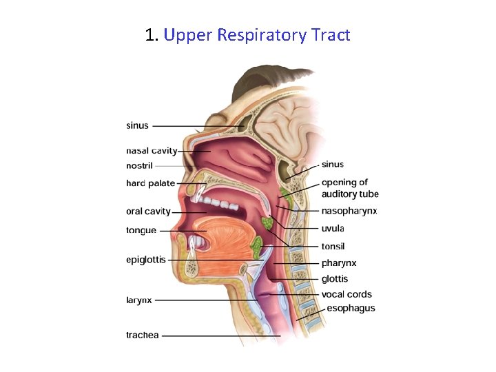 1. Upper Respiratory Tract 