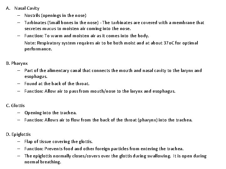 A. Nasal Cavity – Nostrils (openings in the nose) – Turbinates (Small bones in