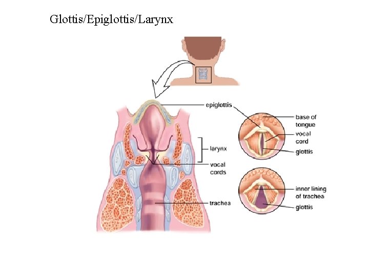 Glottis/Epiglottis/Larynx 