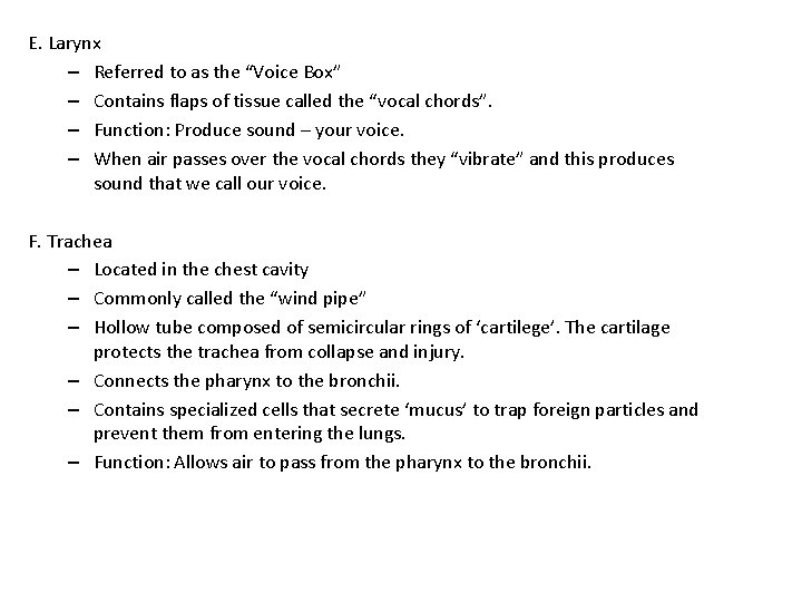 E. Larynx – Referred to as the “Voice Box” – Contains flaps of tissue