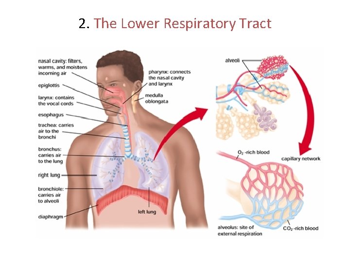 2. The Lower Respiratory Tract 