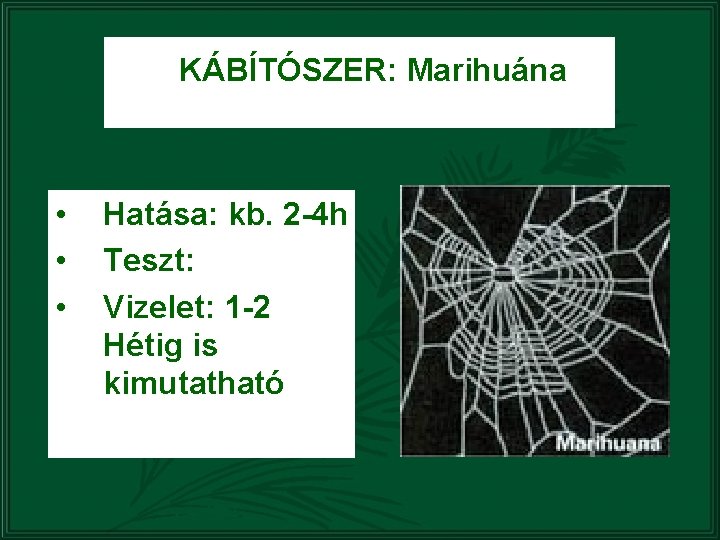 KÁBÍTÓSZER: Marihuána • • • Hatása: kb. 2 -4 h Teszt: Vizelet: 1 -2