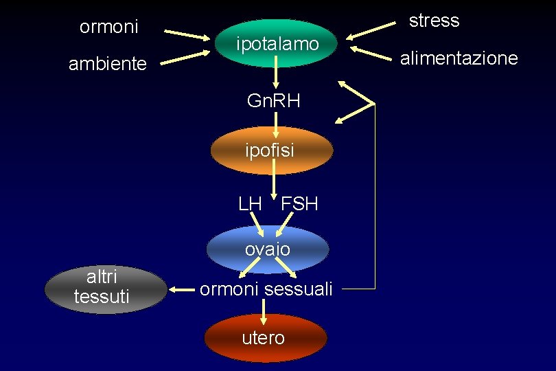 ormoni ambiente stress ipotalamo Gn. RH ipofisi LH FSH ovaio altri tessuti ormoni sessuali