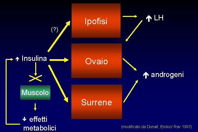 (? ) Insulina Ovaio androgeni Muscolo Surrene effetti metabolici Ipofisi LH (modificato da Dunaif,
