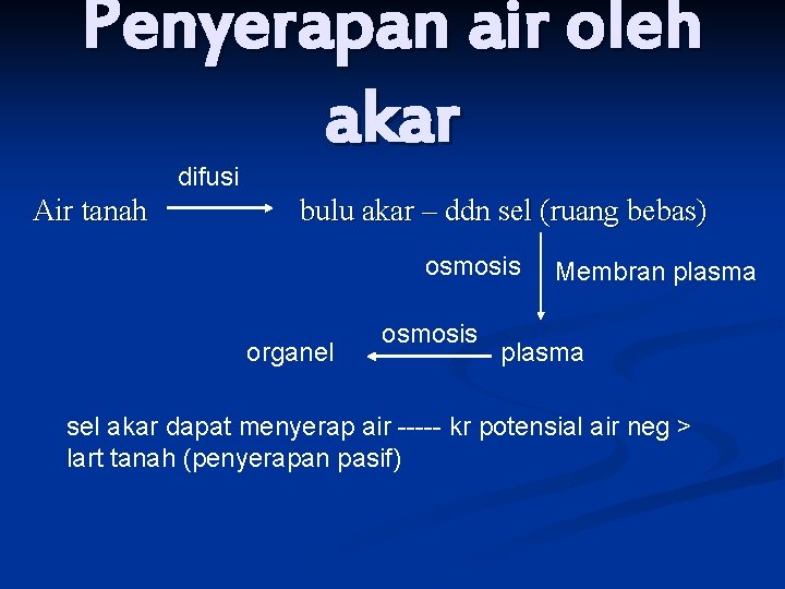 Penyerapan air oleh akar difusi Air tanah bulu akar – ddn sel (ruang bebas)