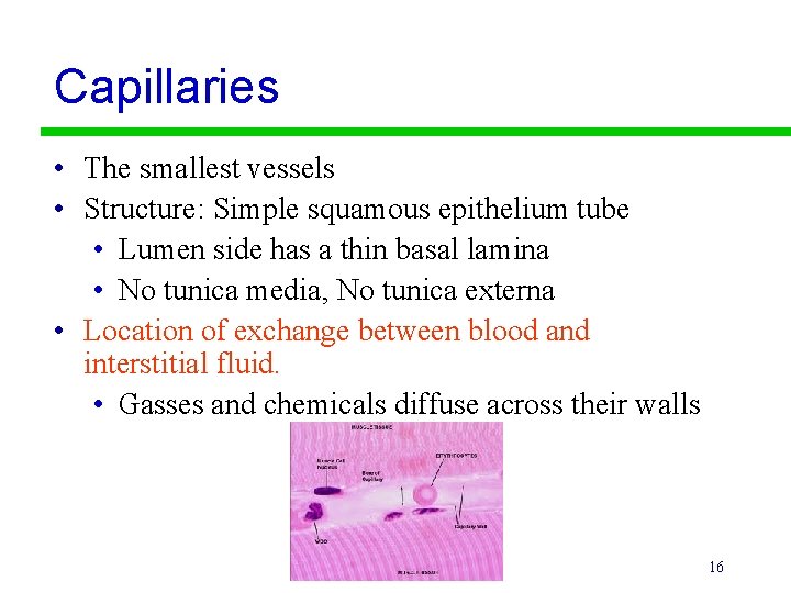 Capillaries • The smallest vessels • Structure: Simple squamous epithelium tube • Lumen side