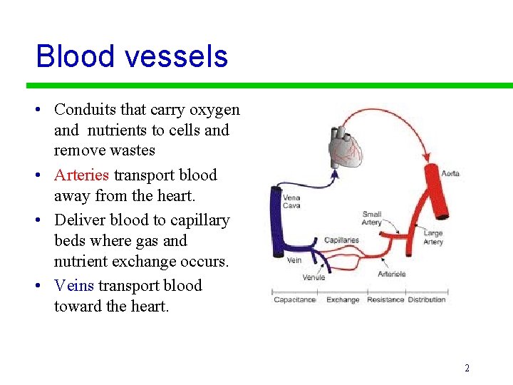 Blood vessels • Conduits that carry oxygen and nutrients to cells and remove wastes