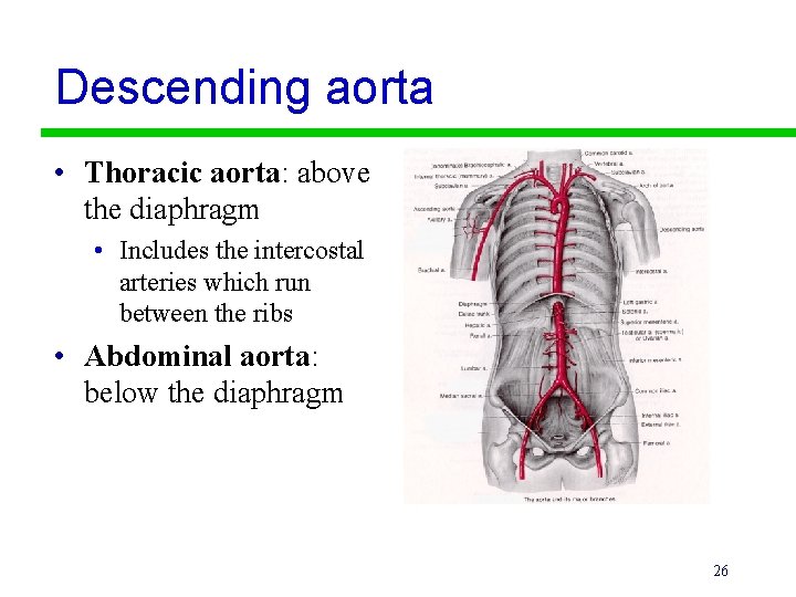 Descending aorta • Thoracic aorta: above the diaphragm • Includes the intercostal arteries which