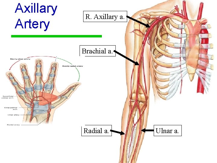 Axillary Artery R. Axillary a. Brachial a. Radial a. Ulnar a. 27 