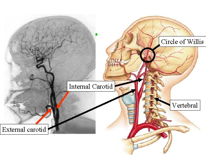 Circle of Willis Internal Carotid Vertebral External carotid 28 