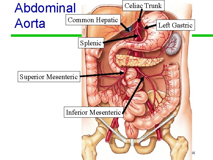 Abdominal Common Hepatic Aorta Celiac Trunk Left Gastric Splenic Superior Mesenteric Inferior Mesenteric 34