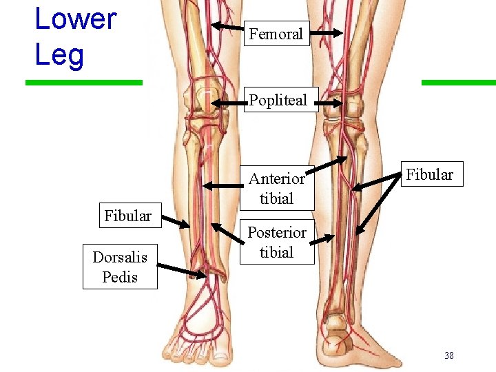 Lower Leg Femoral Popliteal Fibular Dorsalis Pedis Anterior tibial Fibular Posterior tibial 38 