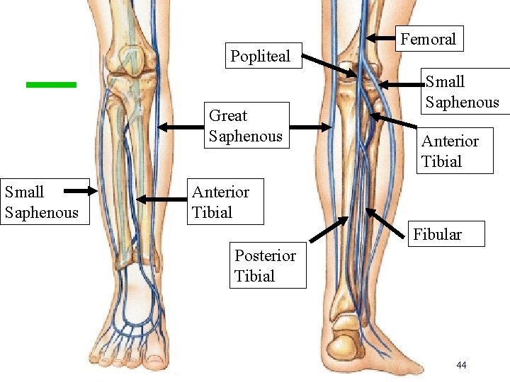 Popliteal Great Saphenous Small Saphenous Femoral Small Saphenous Anterior Tibial Fibular Posterior Tibial 44