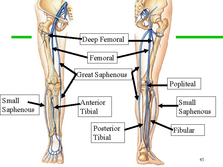 Deep Femoral Great Saphenous Popliteal Small Saphenous Anterior Tibial Posterior Tibial Small Saphenous Fibular