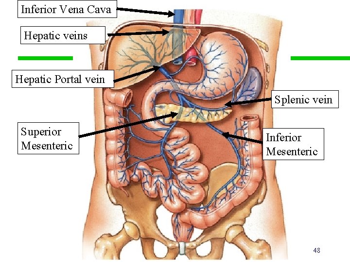 Inferior Vena Cava Hepatic veins Hepatic Portal vein Splenic vein Superior Mesenteric Inferior Mesenteric