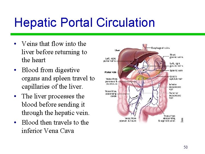 Hepatic Portal Circulation • Veins that flow into the liver before returning to the