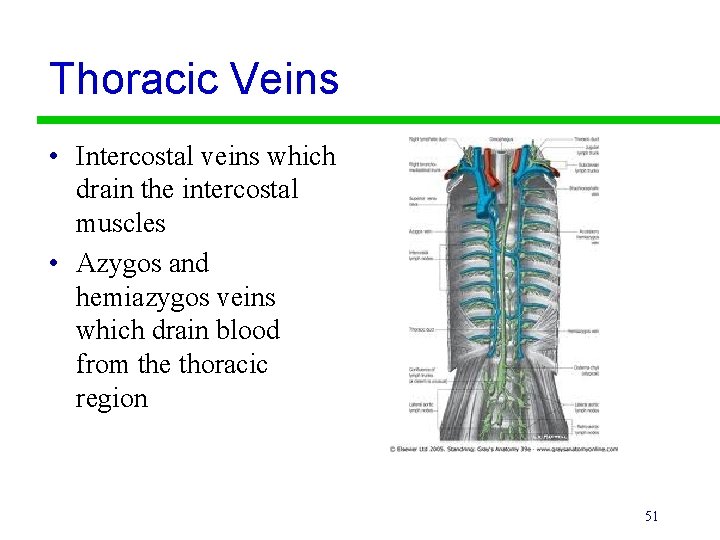 Thoracic Veins • Intercostal veins which drain the intercostal muscles • Azygos and hemiazygos