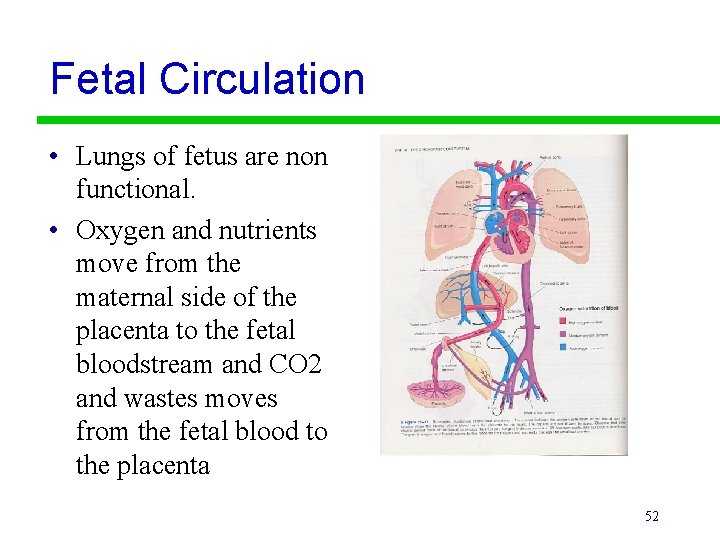 Fetal Circulation • Lungs of fetus are non functional. • Oxygen and nutrients move