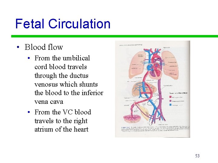 Fetal Circulation • Blood flow • From the umbilical cord blood travels through the