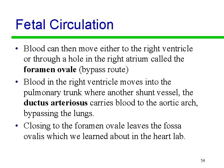 Fetal Circulation • Blood can then move either to the right ventricle or through