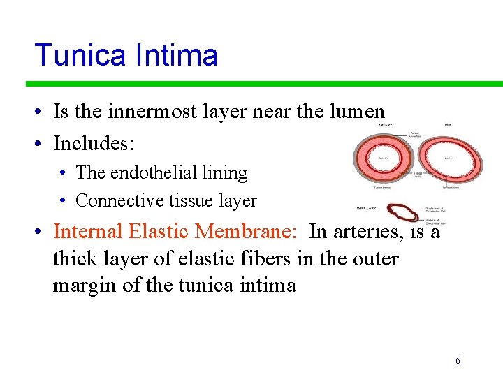 Tunica Intima • Is the innermost layer near the lumen • Includes: • The